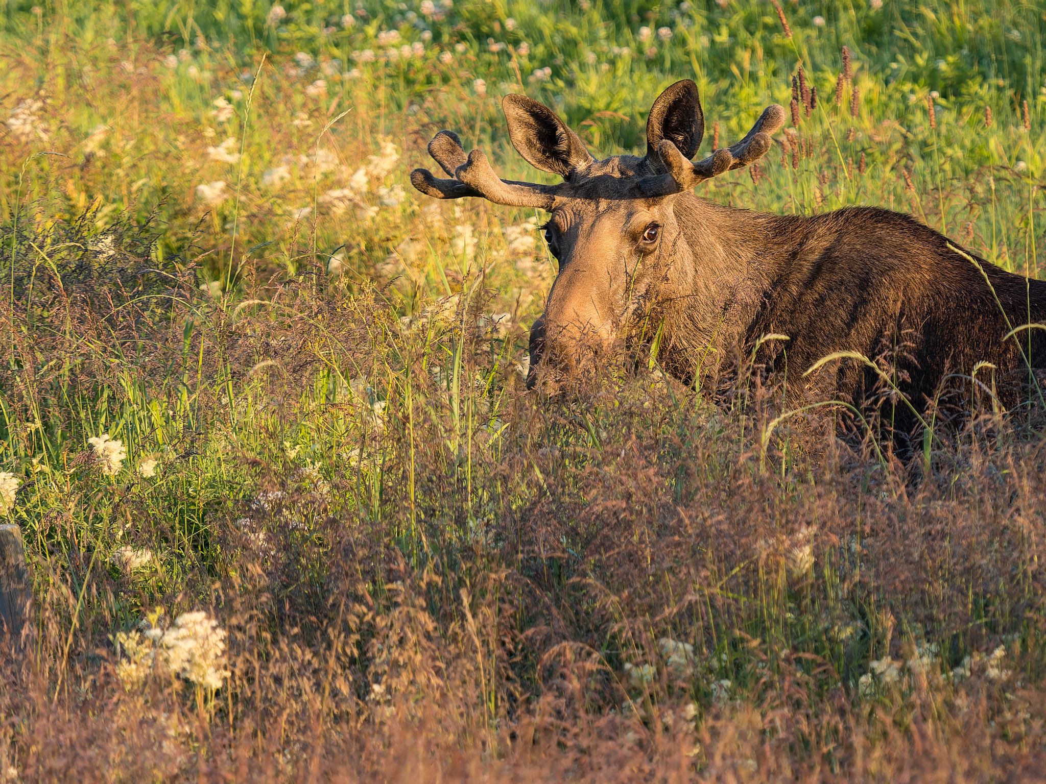 250723 0447 H  1HR1002 DxO DeepPRIME XD2s